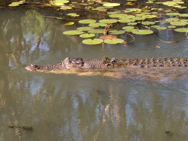 2018 Oct kakadu crocodile