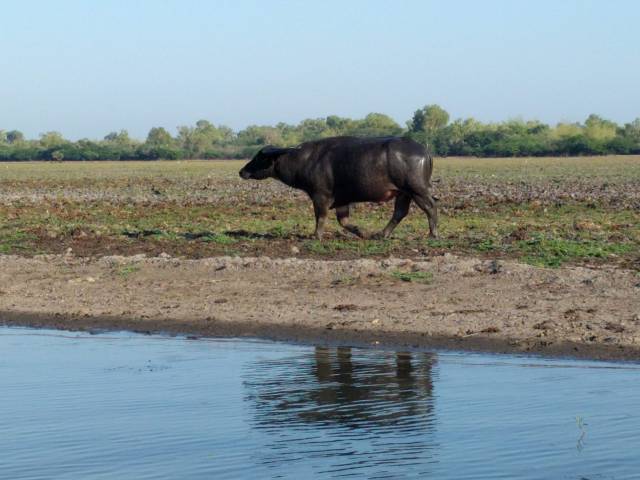 2018 Oct Water Buffalo