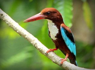 White-throated-kingfisher-halcyon-smyrnensis
